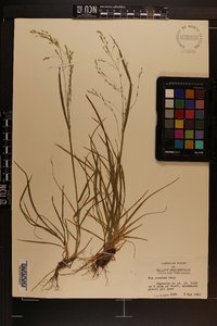 Poa alsodes image