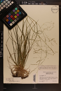 Poa alsodes image