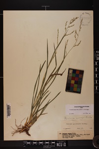 Coleataenia anceps subsp. anceps image