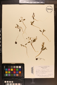 Claytonia caroliniana image