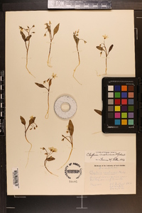 Claytonia caroliniana image