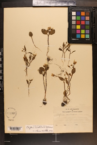 Claytonia caroliniana image