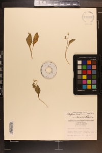 Claytonia caroliniana image