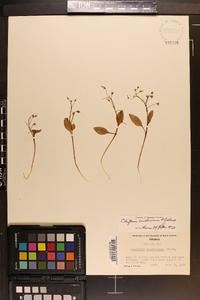 Claytonia caroliniana image