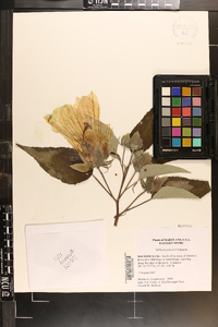 Hibiscus moscheutos image