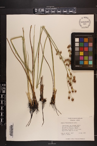 Juncus polycephalos image