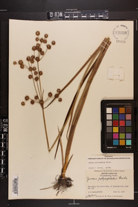 Juncus polycephalos image