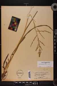 Coleataenia anceps subsp. anceps image