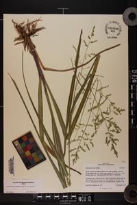 Coleataenia anceps subsp. anceps image