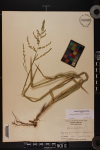 Coleataenia anceps subsp. anceps image