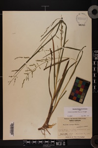 Coleataenia anceps subsp. anceps image