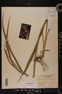 Coleataenia anceps subsp. anceps image