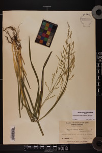 Coleataenia anceps subsp. anceps image