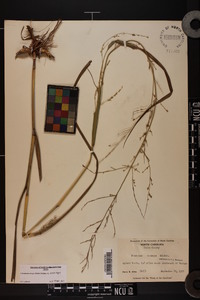 Coleataenia anceps subsp. anceps image