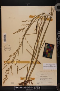 Coleataenia anceps subsp. anceps image