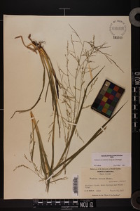 Coleataenia anceps subsp. anceps image