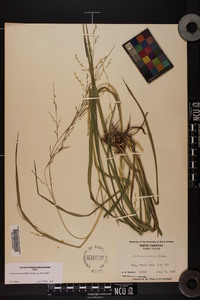 Coleataenia anceps subsp. anceps image