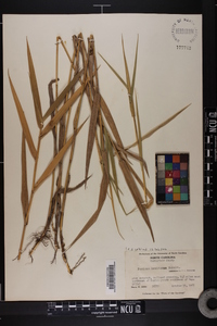 Panicum hemitomon image