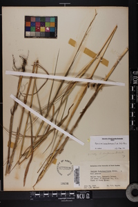 Panicum hemitomon image