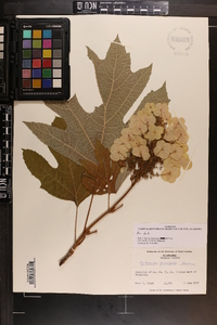 Hydrangea quercifolia image