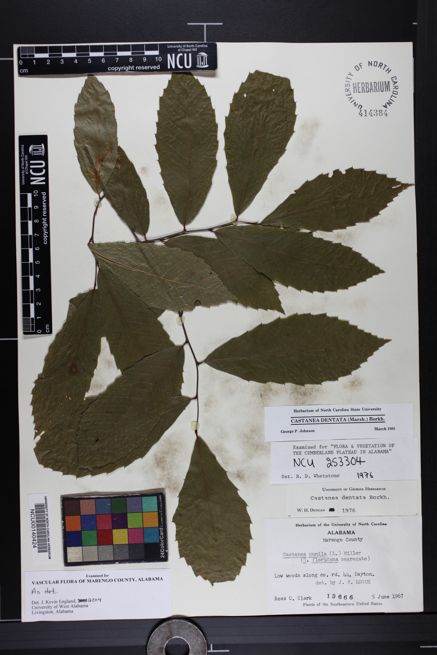 Castanea alabamensis image