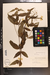 Pycnanthemum montanum image