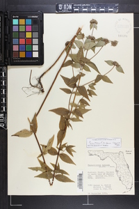 Pycnanthemum floridanum image