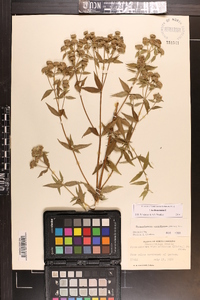 Pycnanthemum verticillatum image