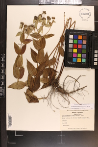 Pycnanthemum muticum var. muticum image