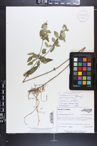 Pycnanthemum muticum var. muticum image
