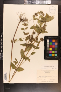 Pycnanthemum setosum image