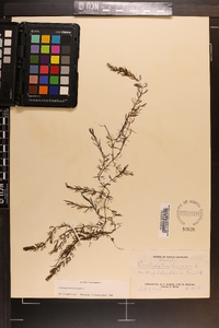 Ceratophyllum demersum image