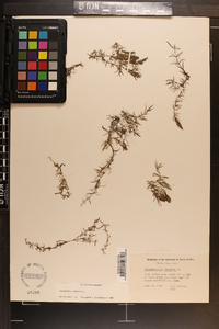 Ceratophyllum demersum image