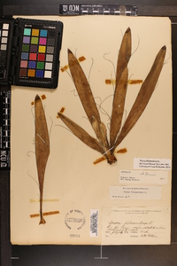 Yucca filamentosa image