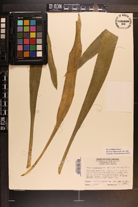 Yucca filamentosa image