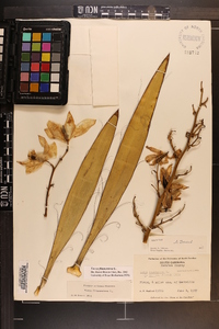 Yucca filamentosa image