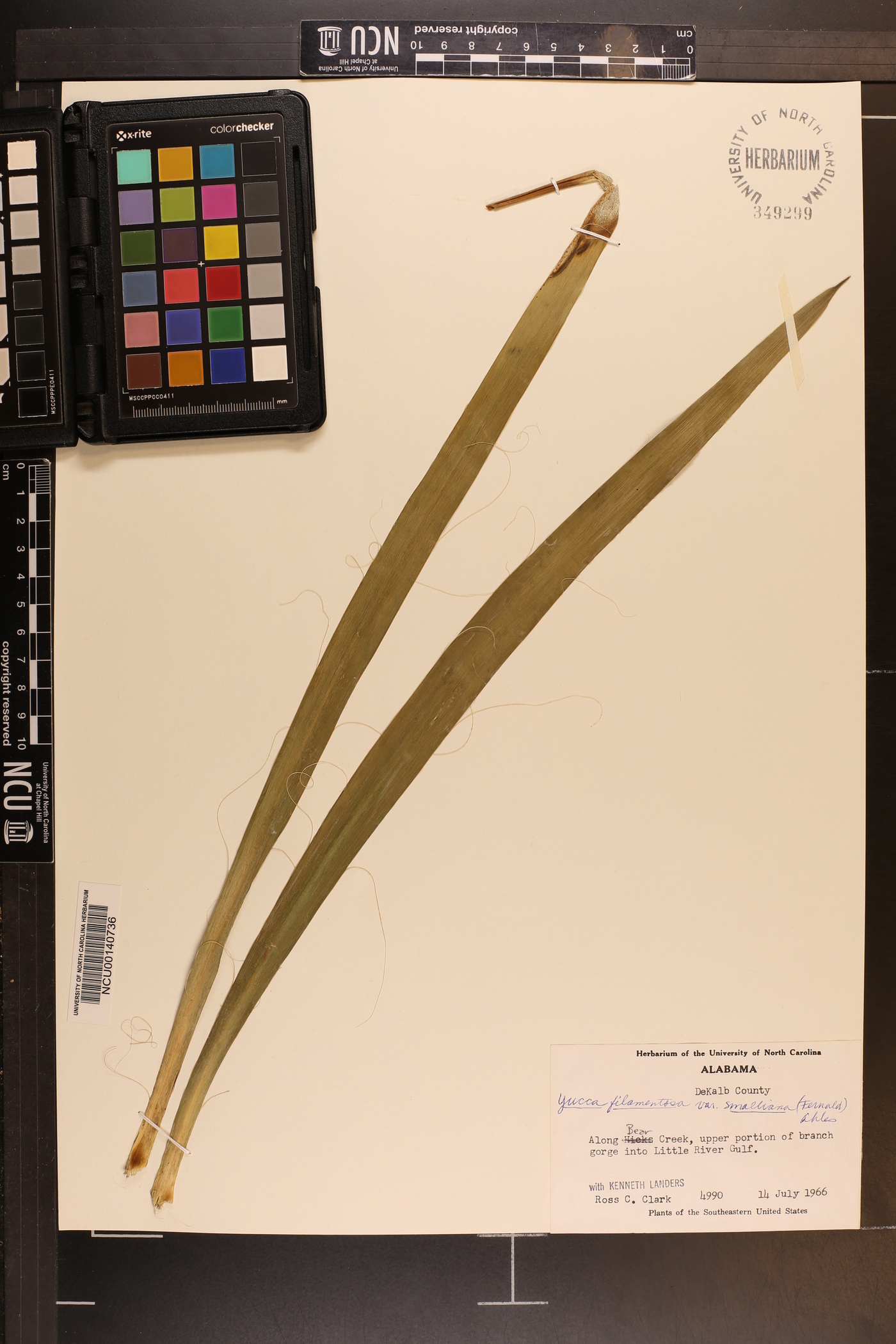 Yucca flaccida image