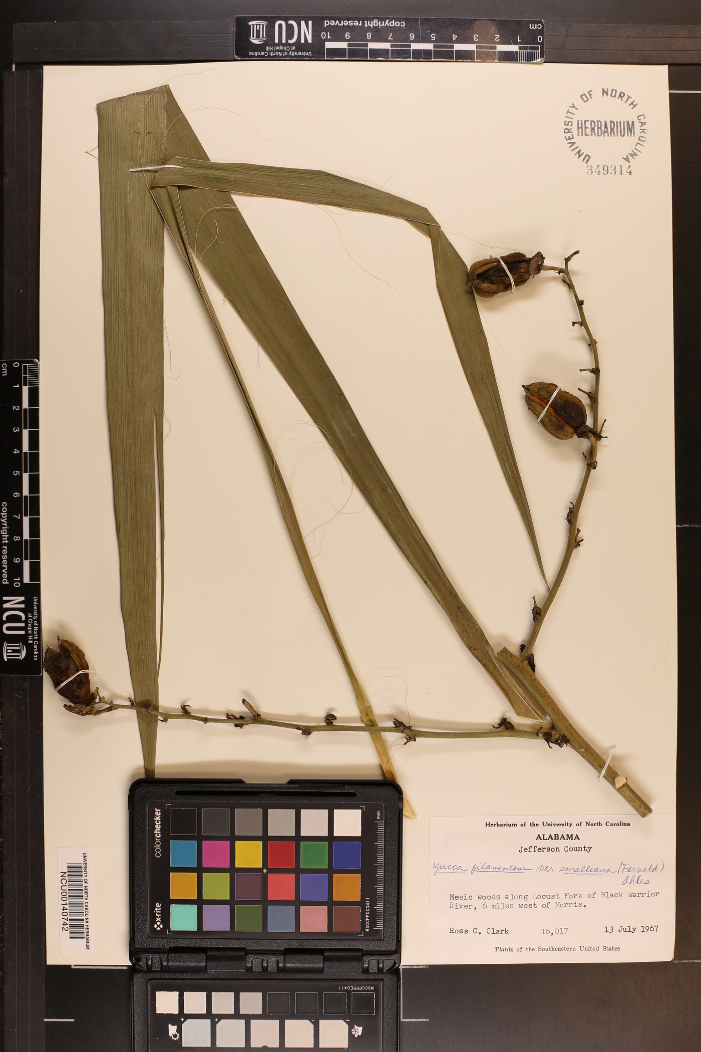 Yucca flaccida image
