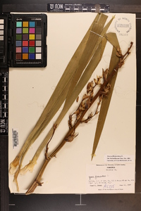 Yucca filamentosa image