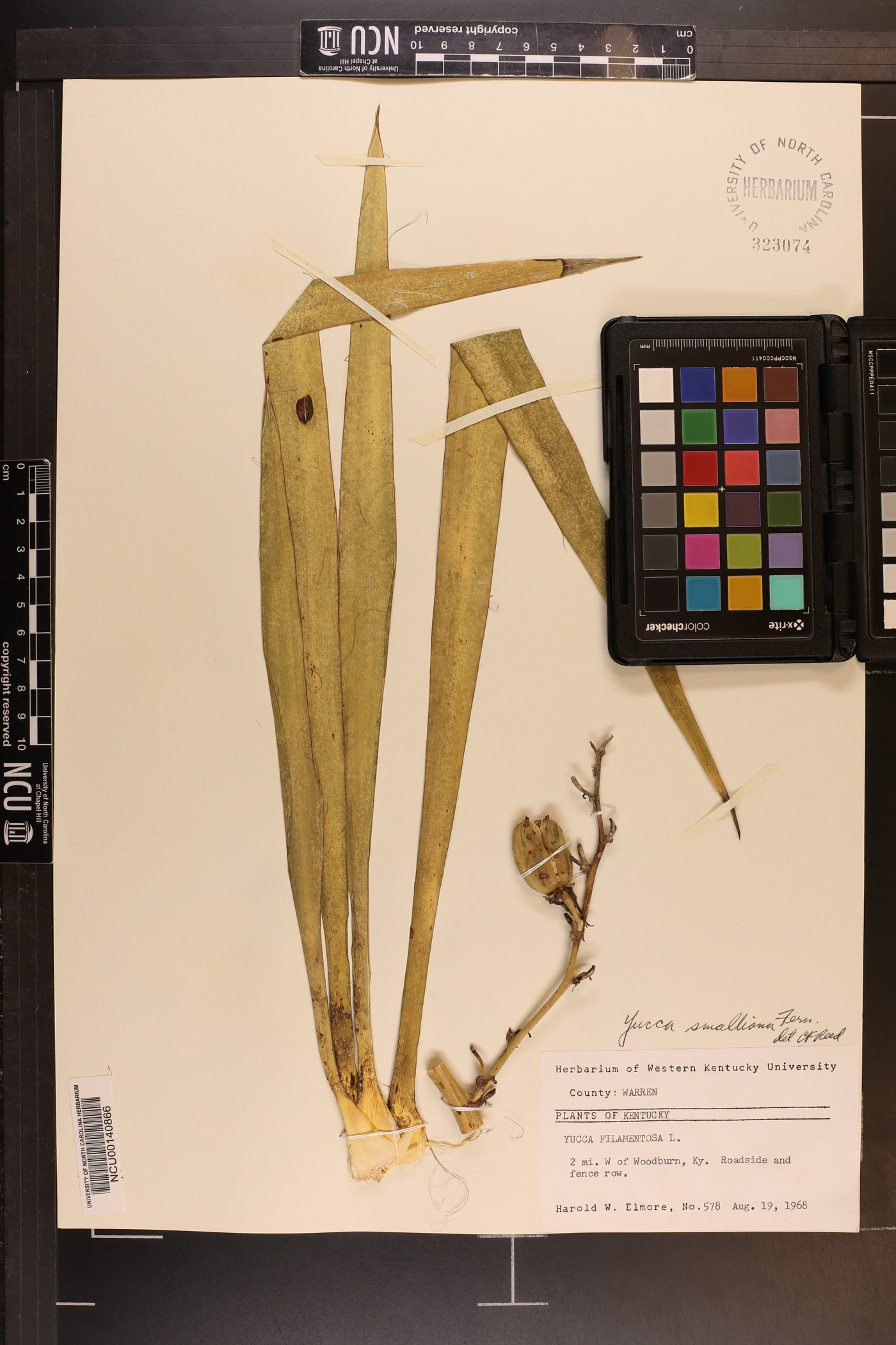 Yucca flaccida image