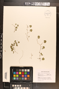 Dichondra carolinensis image