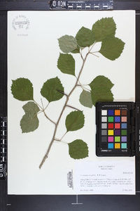 Crataegus oreophila image