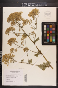 Thalictrum pubescens image