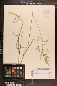 Poa trivialis image