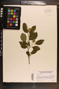 Celastrus scandens image