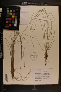 Eleocharis vivipara image