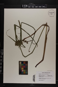 Cyperus virens image