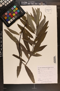 Salix sericea image