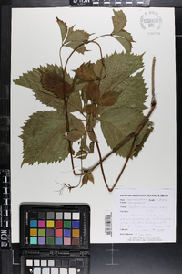 Parthenocissus inserta image