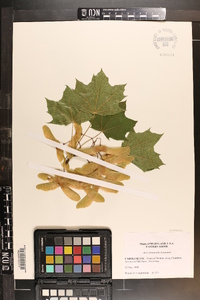 Acer platanoides image